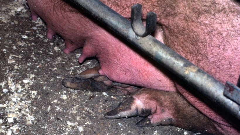 Figure 5. Stade précoce de croissance excessive du sabot postérieur externe